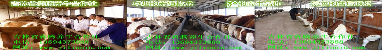 3肉牛|西门塔尔牛|肉牛价格|牛犊|牛犊价格|肉牛养殖|吉林肉牛|东北肉牛|母牛