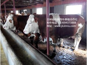 |肉牛|西门塔尔牛|肉牛价格|牛犊|牛犊价格|肉牛养殖|吉林肉牛|东北肉牛|母牛价格|西门塔尔牛价格 