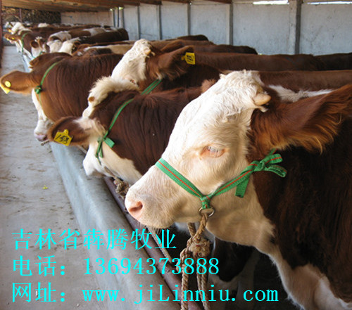 肉牛|西门塔尔牛|肉牛价格|牛犊|牛犊价格|肉牛养殖|吉林肉牛|东北肉牛|母牛价格|西门塔尔牛价格 吉林省犇腾牧业，吉林省犇腾养牛合作社